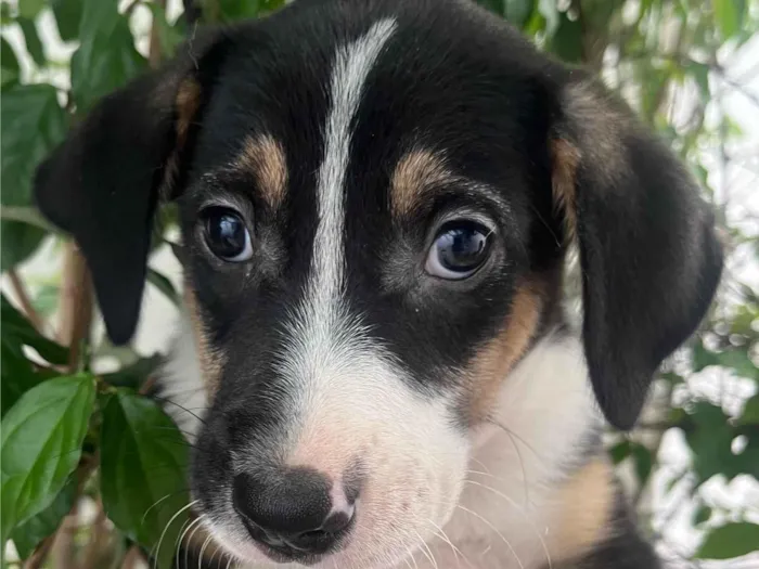 Cachorro ra a SRD-ViraLata idade Abaixo de 2 meses nome Sérgio 