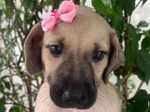 Cachorro raça SRD-ViraLata idade Abaixo de 2 meses nome Sofia