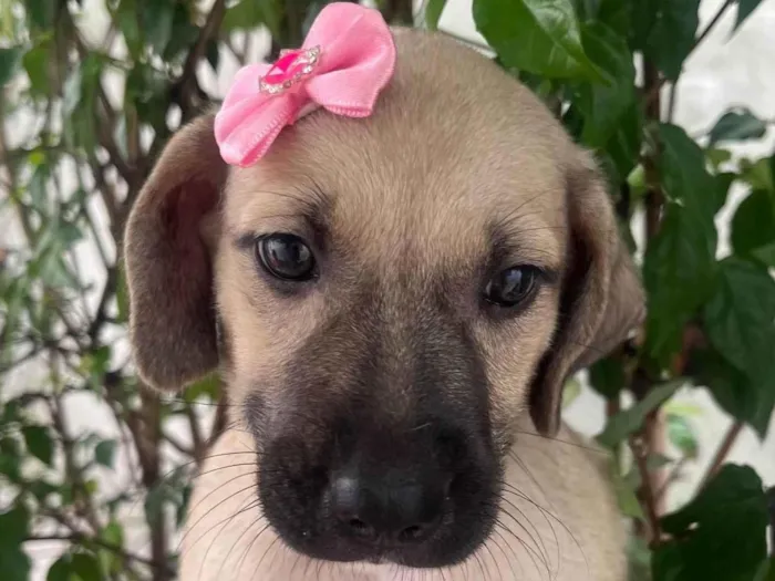 Cachorro ra a SRD-ViraLata idade Abaixo de 2 meses nome Sofia