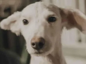 Cachorro raça SRD-ViraLata idade 7 a 11 meses nome Tobias