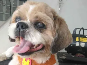 Cachorro raça Shitzu idade 6 ou mais anos nome Dudu