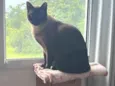 Nikolaj
