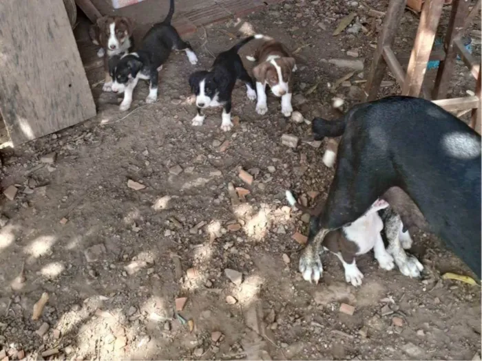 Cachorro ra a SRD-ViraLata idade Abaixo de 2 meses nome Sem nome