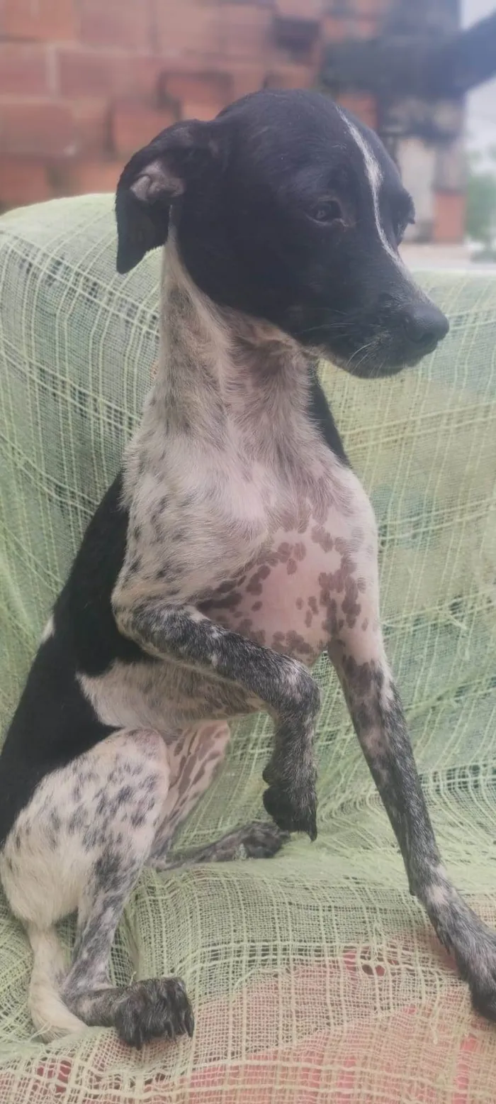 Cachorro ra a SRD-ViraLata idade 2 a 6 meses nome Malhada