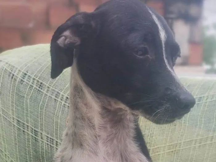 Cachorro ra a SRD-ViraLata idade 2 a 6 meses nome Malhada