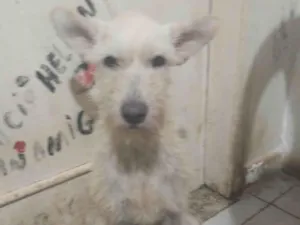 Cachorro raça SRD-ViraLata idade 2 anos nome Branquinho