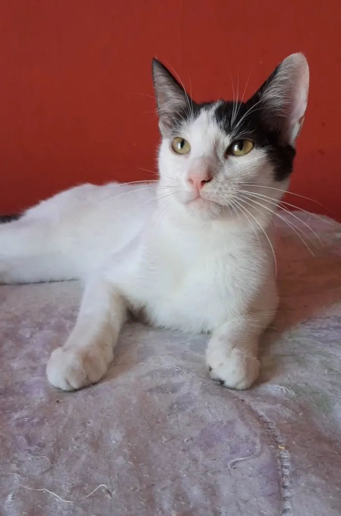 Gato ra a SRD-ViraLata idade 2 a 6 meses nome Akira 