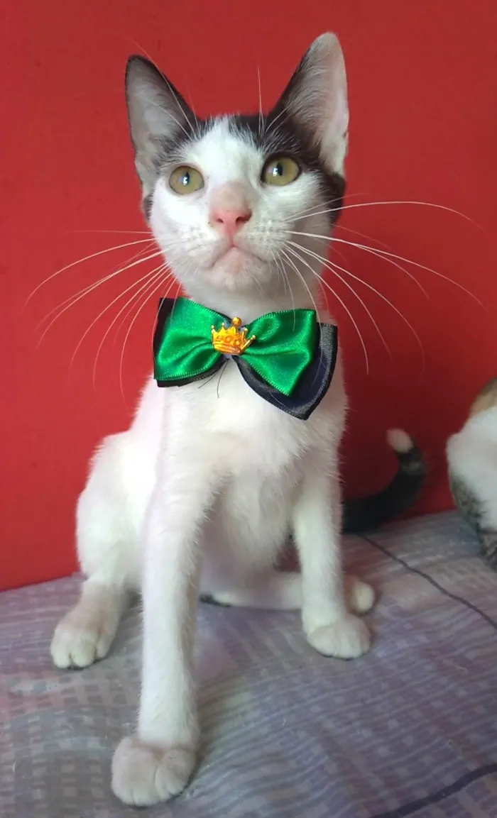 Gato ra a SRD-ViraLata idade 2 a 6 meses nome Akira 