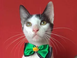 Gato raça SRD-ViraLata idade 2 a 6 meses nome Akira 