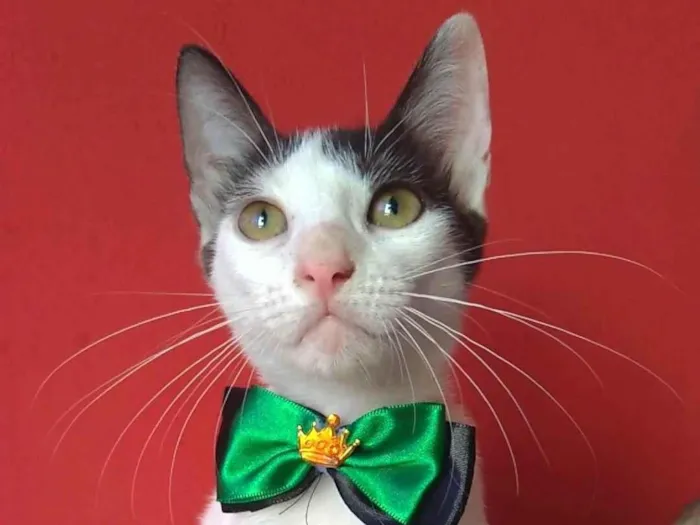 Gato ra a SRD-ViraLata idade 2 a 6 meses nome Akira 