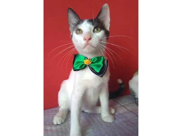 Gato ra a SRD-ViraLata idade 2 a 6 meses nome Akira 