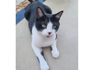 Gato raça SRD-ViraLata idade 2 anos nome Chaplim