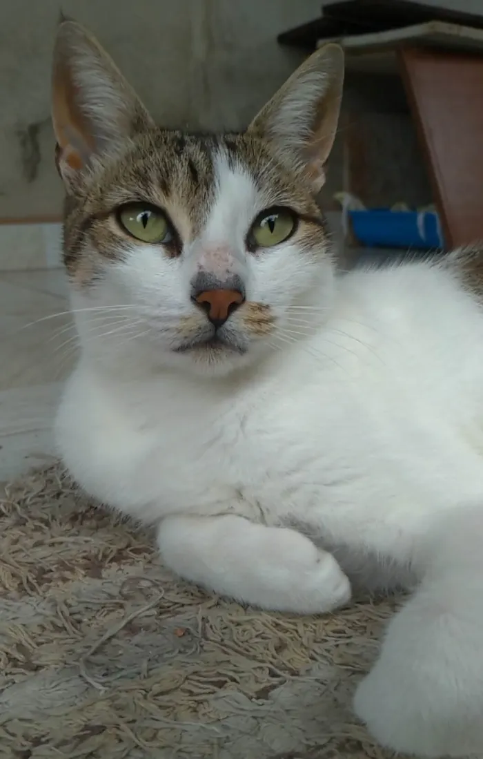 Gato ra a SRD-ViraLata idade 2 anos nome Iris