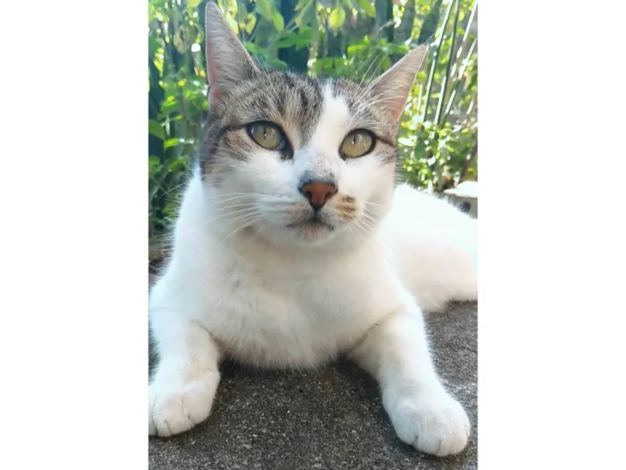 Gato ra a SRD-ViraLata idade 2 anos nome Iris