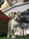 Elvis