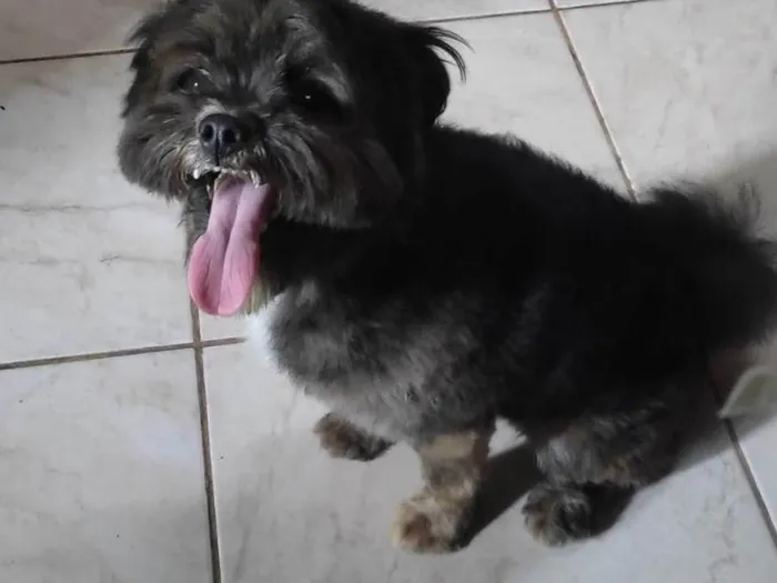 Cachorro ra a Shitzu com Lhasa  idade 2 anos nome Neném 