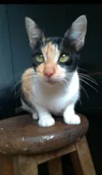 Agnes
