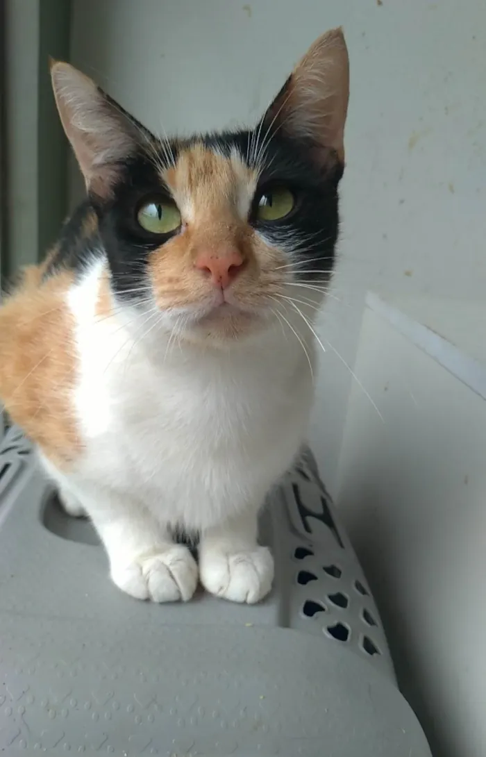 Gato ra a SRD-ViraLata idade 1 ano nome Agnes