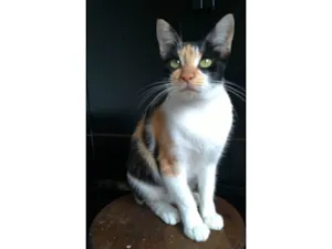 Gato raça SRD-ViraLata idade 1 ano nome Agnes