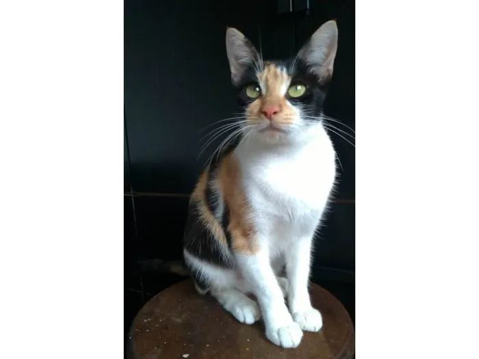Gato ra a SRD-ViraLata idade 1 ano nome Agnes