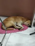 Dodosa