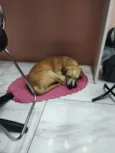 Dodosa
