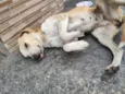 Dodosa