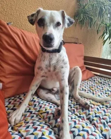 Cachorro ra a SRD-ViraLata idade 2 anos nome Flocos