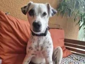 Cachorro raça SRD-ViraLata idade 2 anos nome Flocos
