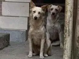 Cachorro raça SRD-ViraLata idade 2 anos nome Brothers