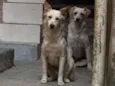 Brothers