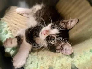 Gato raça  idade 2 a 6 meses nome Zoe