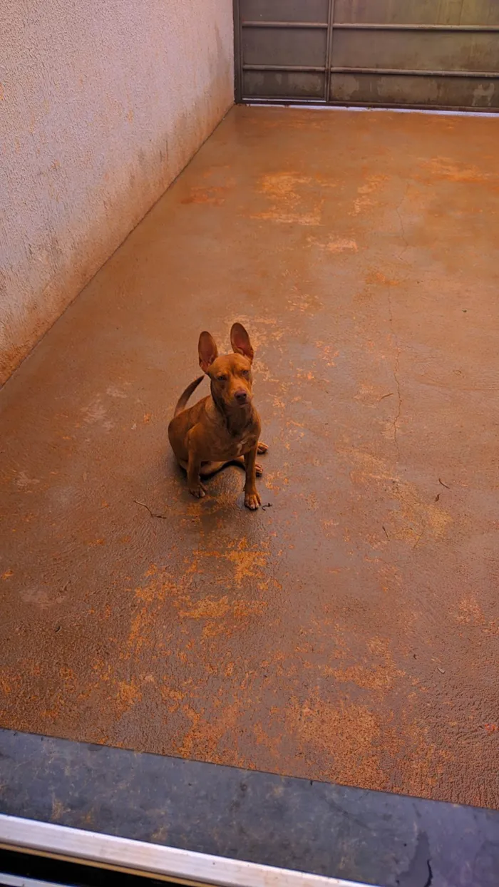 Cachorro ra a SRD-ViraLata idade 7 a 11 meses nome Bela