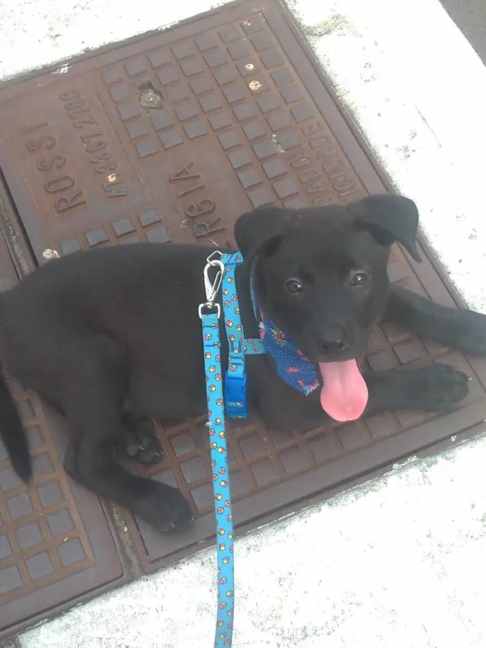 Cachorro ra a SRD-ViraLata idade 2 a 6 meses nome Otto