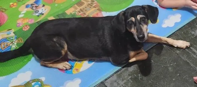 Cachorro ra a  idade 6 ou mais anos nome Melissa