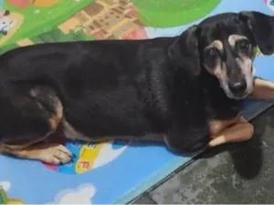 Cachorro raça  idade 6 ou mais anos nome Melissa