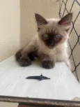Pompom