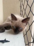 Pompom