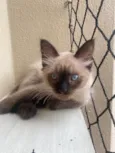 Pompom