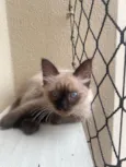 Pompom