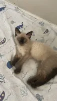Pompom