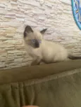 Pompom