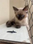 Pompom