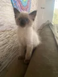 Pompom