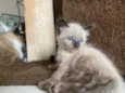 Pompom