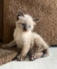 Pompom