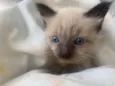 Pompom
