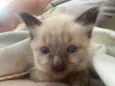 Pompom