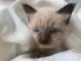 Pompom