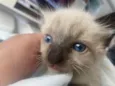 Pompom
